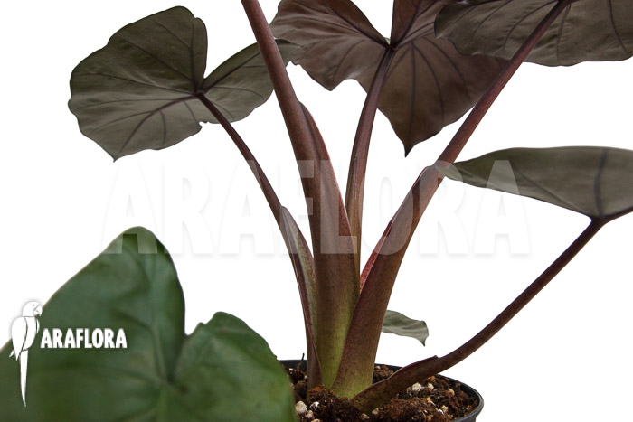 Alocasia ‚Metalhead‘