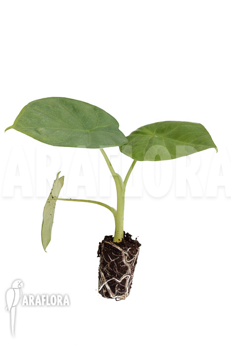 Alocasia ‚Opal Beauty‘ ‚Plug‘