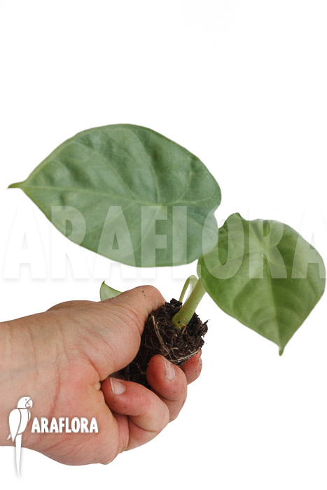 Alocasia ‚Opal Beauty‘ ‚Plug‘