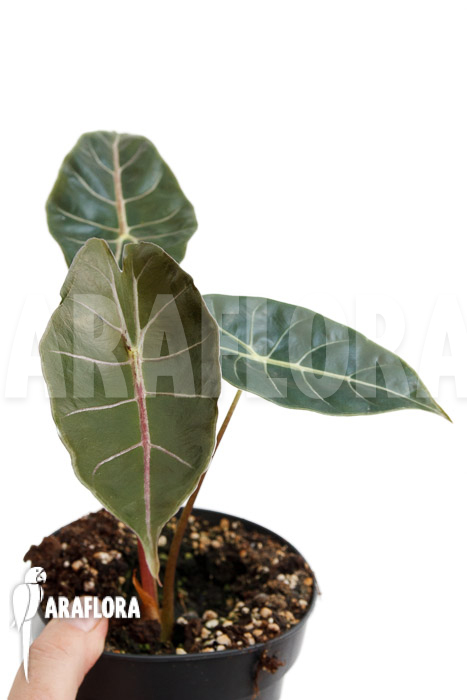Alocasia ‚Purple Prince‘