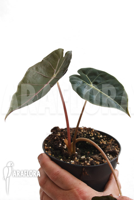 Alocasia ‚Purple Prince‘