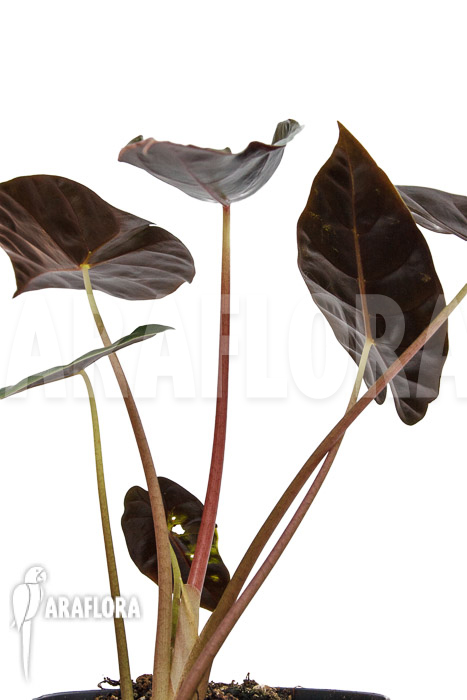 Alocasia ‚Purple Prince‘