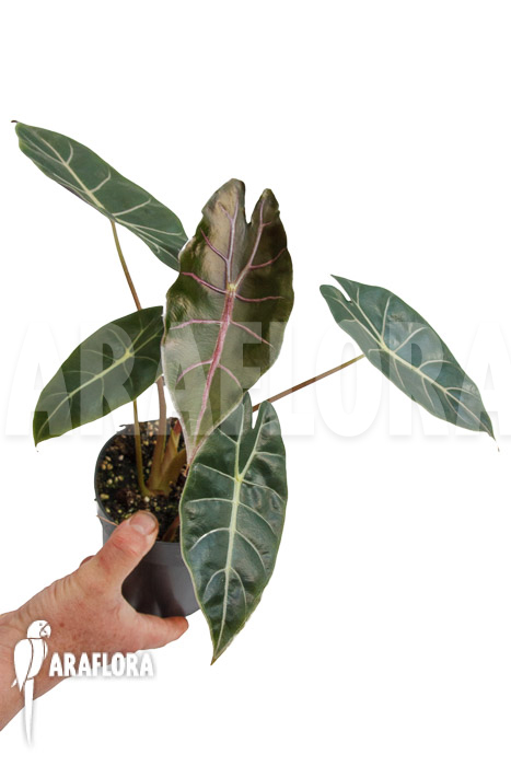 Alocasia ‚Purple Prince‘