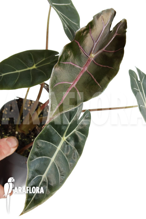 Alocasia ‚Purple Prince‘