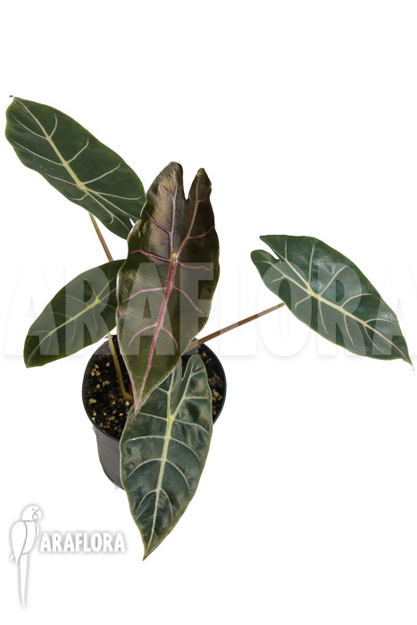 Alocasia ‚Purple Prince‘