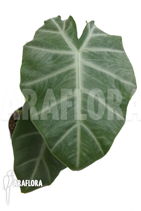Alocasia ‚Silver Feathers‘