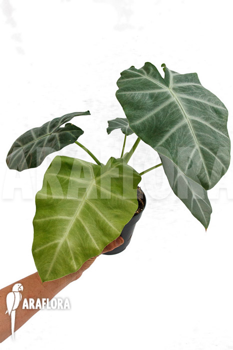 Alocasia ‚Silver Feathers‘