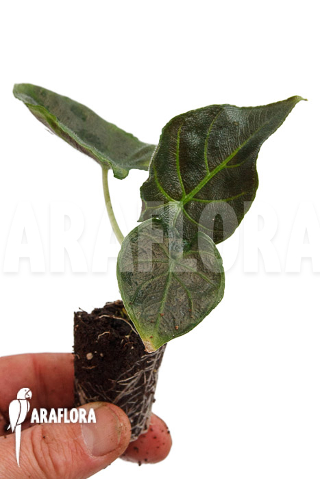 Alocasia chienlii ‚antoro velvet‘ ‚Plug‘