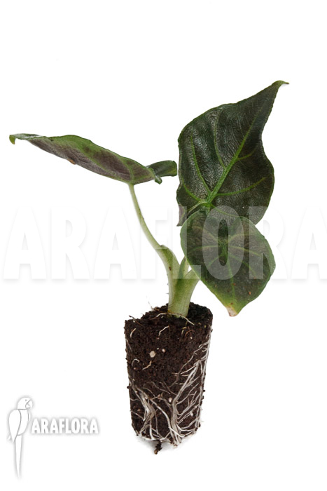 Alocasia chienlii ‚antoro velvet‘ ‚Plug‘