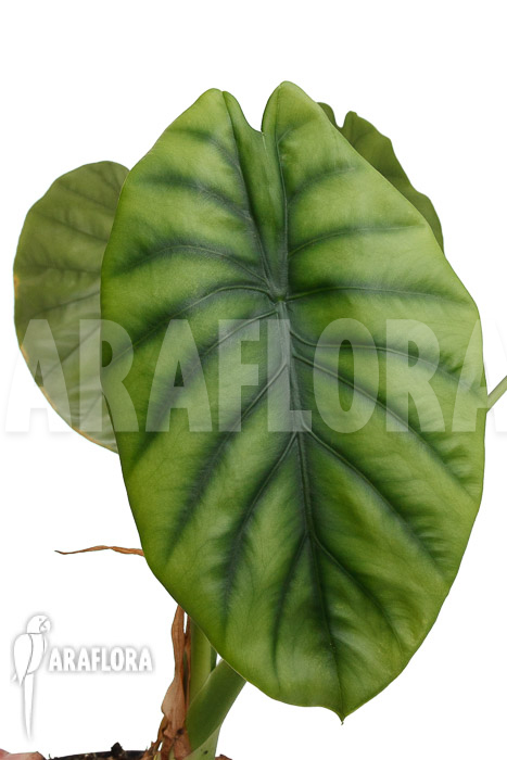 Alocasia clypeolata ‚Green Shield‘