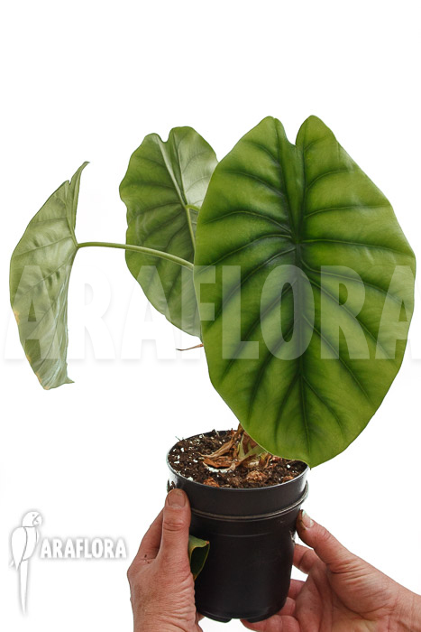 Alocasia clypeolata ‚Green Shield‘