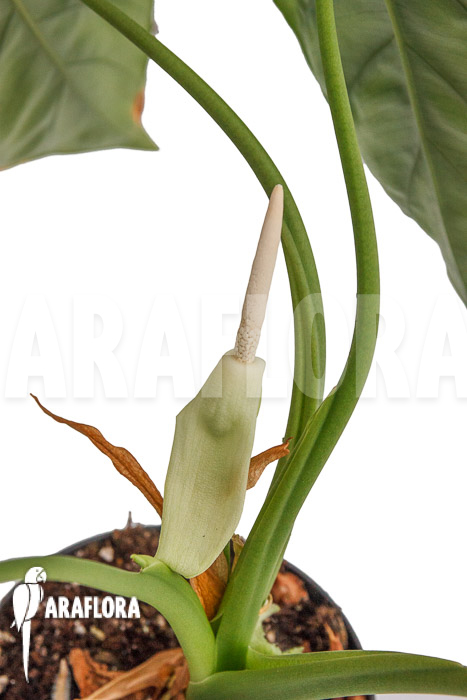 Alocasia clypeolata ‚Green Shield‘