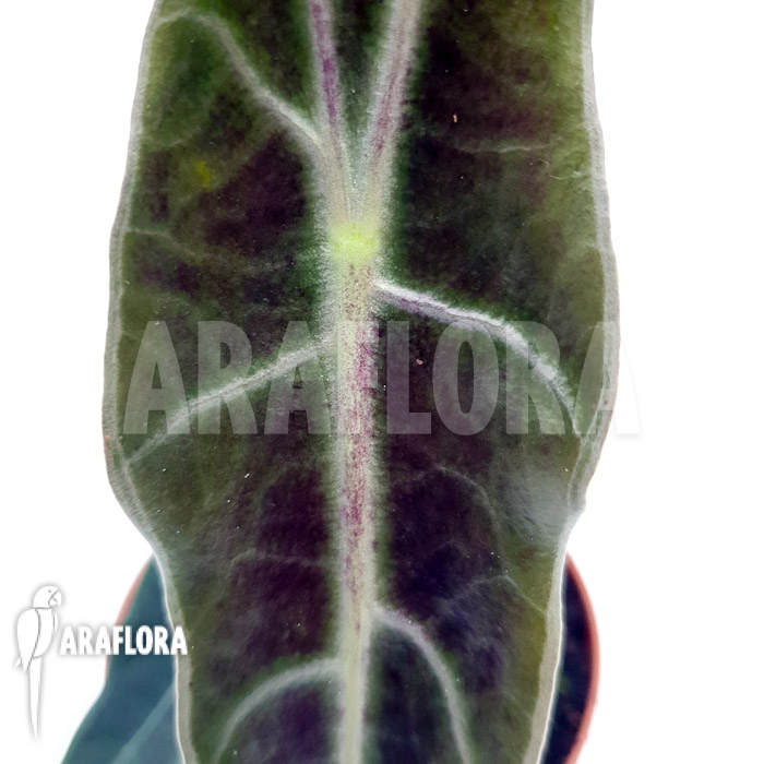 Alocasia longiloba ‚purple‘