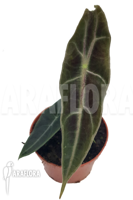Alocasia longiloba ‚purple‘