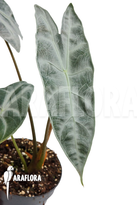 Alocasia longiloba ‚Silver‘