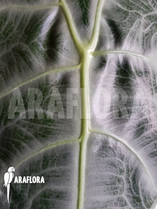 Alocasia longiloba ‚Silver‘