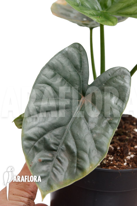 Alocasia ‚Lukiwan-Lucky One‘