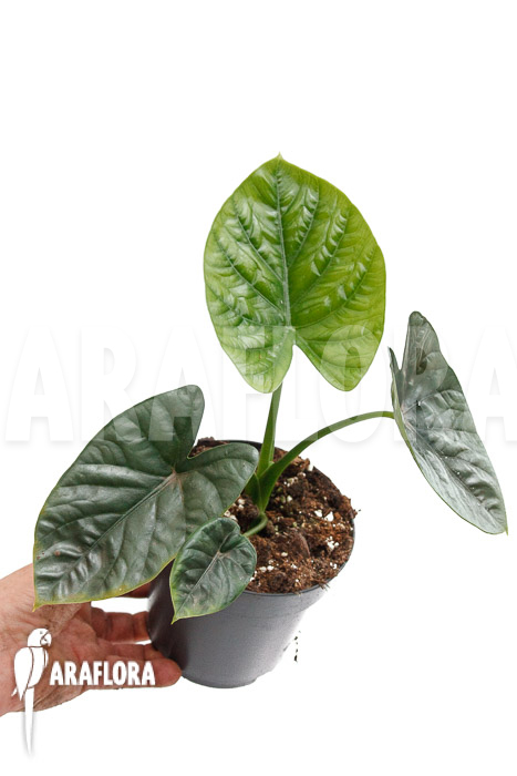 Alocasia ‚Lukiwan-Lucky One‘