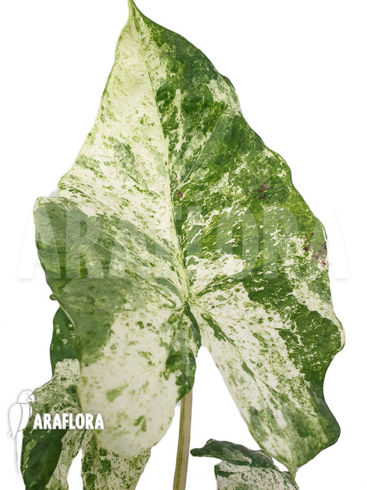 Alocasia macrorrhizos ‚Splash‘