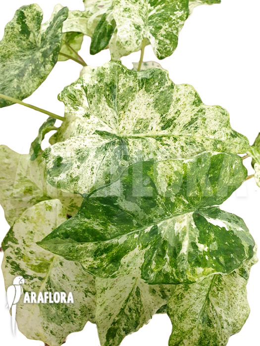 Alocasia macrorrhizos ‚Splash‘