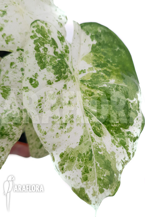 Alocasia macrorrhizos ‚Splash‘ ‚M‘