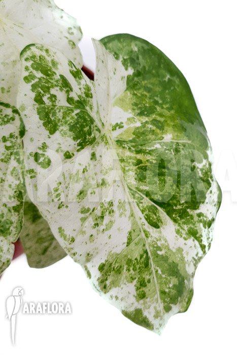 Alocasia macrorrhizos ‚Splash‘ ‚M‘
