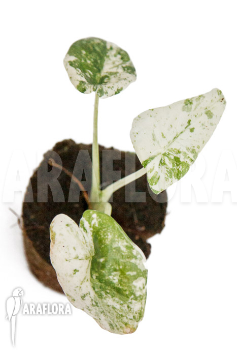 Alocasia odora ‚Batik‘