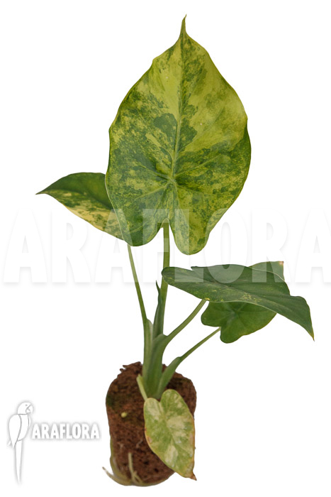 Alocasia odora aureovariegata