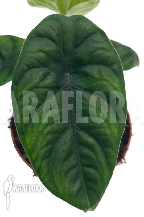 Alocasia puncak borneensis