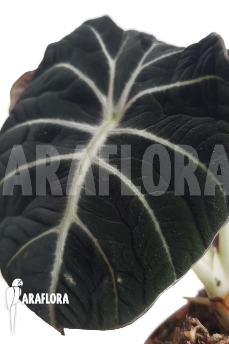 Alocasia reginula ‚Black Velvet‘ 2