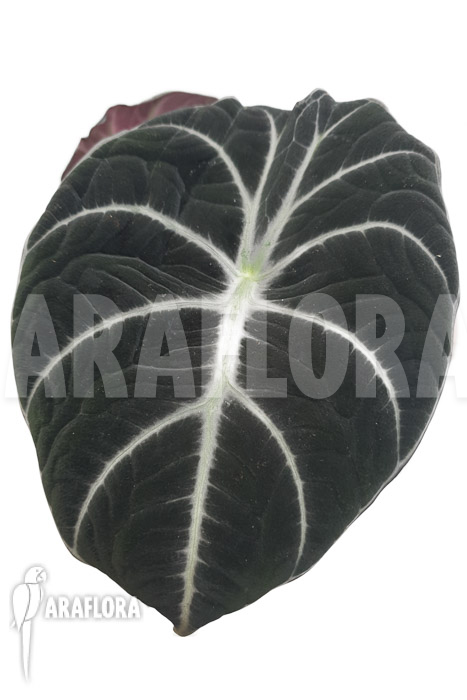 Alocasia reginula ‚Black Velvet‘