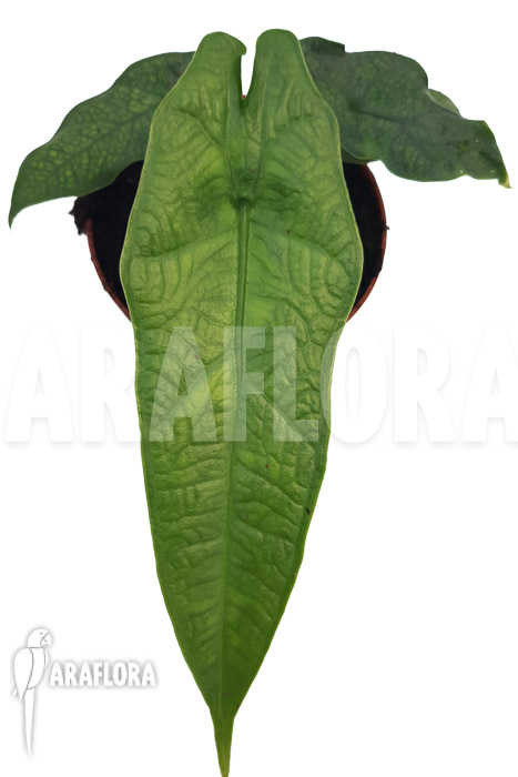 Alocasia sulawesi ‚Green carpet‘