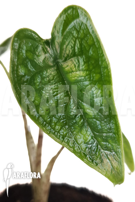 Alocasia zebrina reticulata ‚S‘