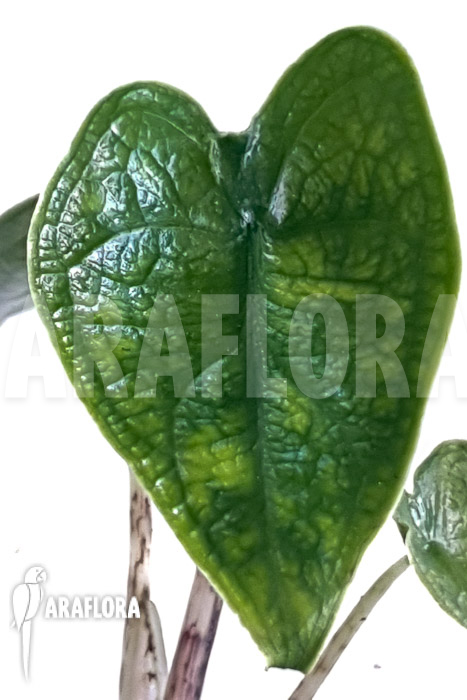 Alocasia zebrina reticulata ‚S‘