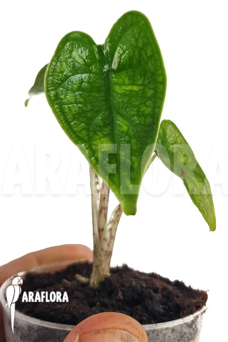 Alocasia zebrina reticulata ‚S‘