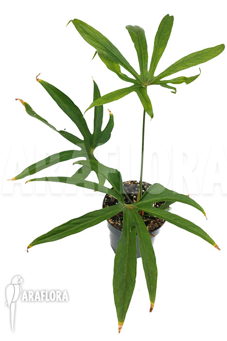 Anthurium pedatoradiatum