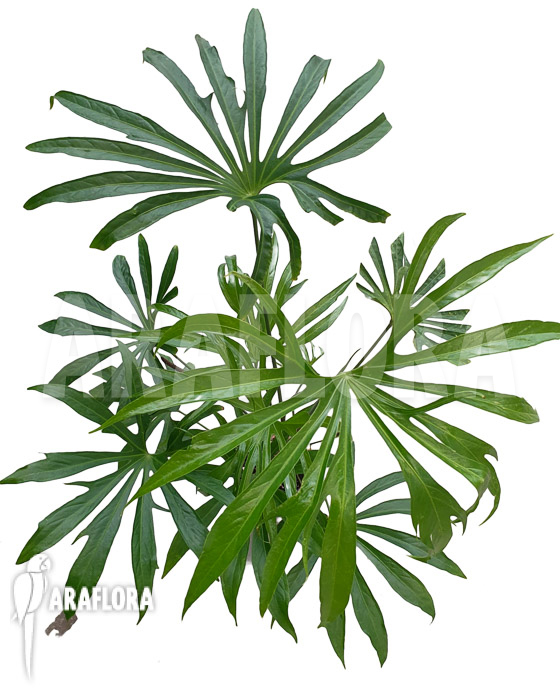 Anthurium pedatoradiatum ‚XL‘