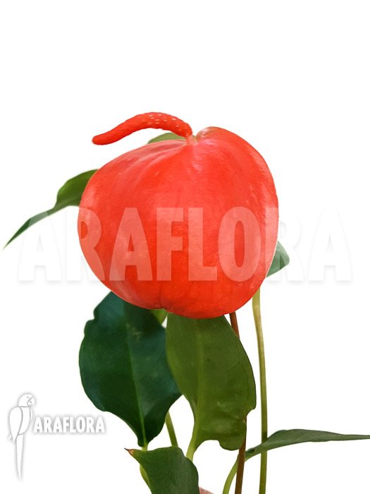 Anthurium scherzerianum ‚Medium‘