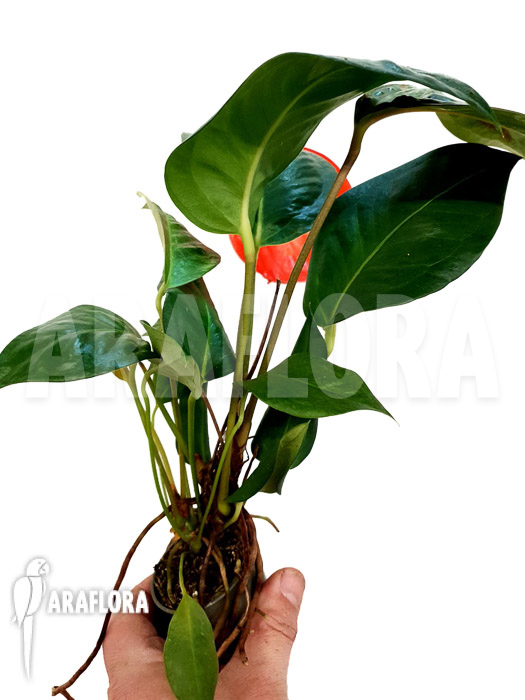 Anthurium scherzerianum ‚Small‘