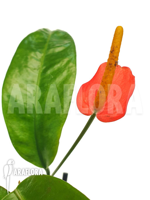 Anthurium vanderknaapii
