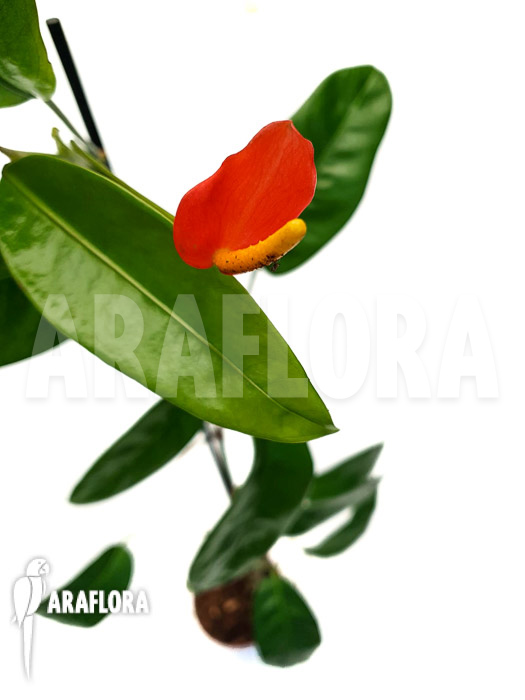 Anthurium vanderknaapii