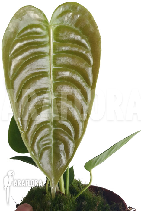Anthurium veitchii