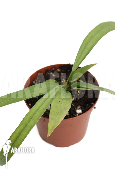 Anthurium vittarifolium typeH ’small‘