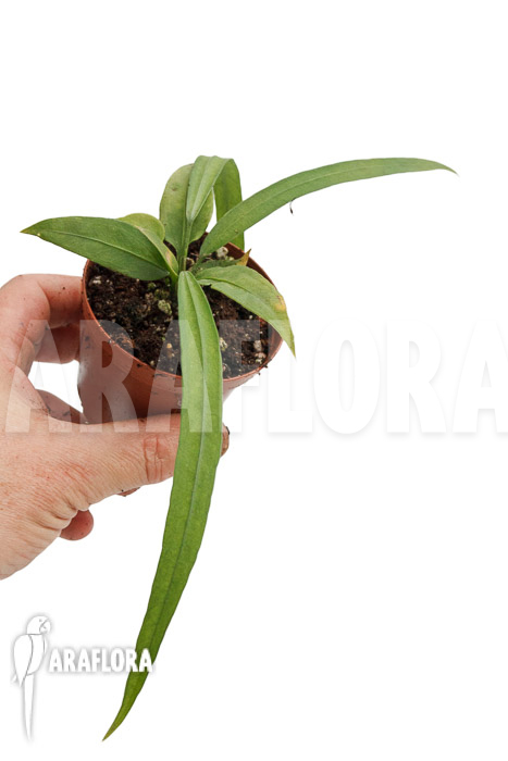 Anthurium vittarifolium typeH ’small‘