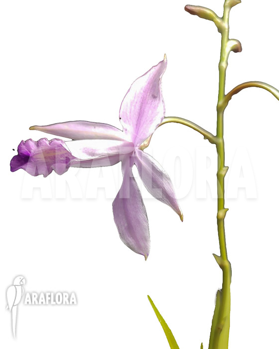 Arundina graminifolia