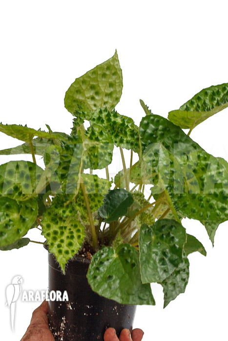 Begonia ferox Green Form  ’starter‘