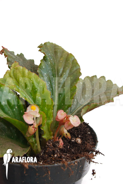 Begonia lanceolata rhizocarpa
