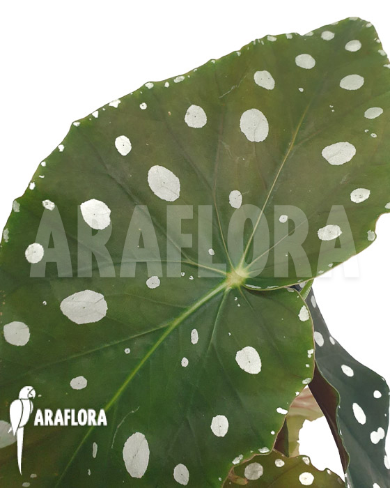 Begonia maculata ‚Mega Dot‘