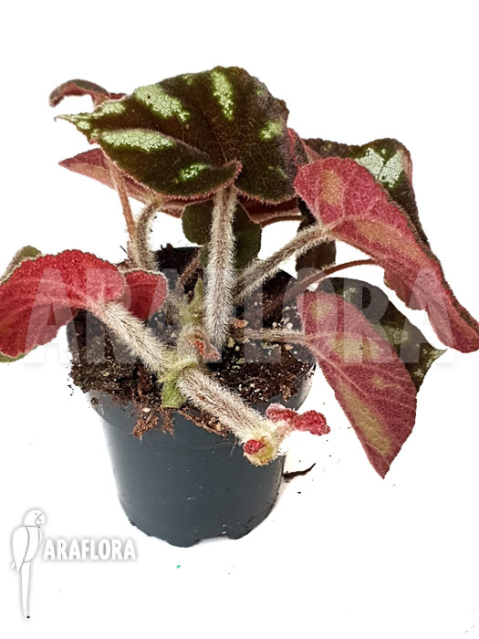Begonia species Ngoc lac