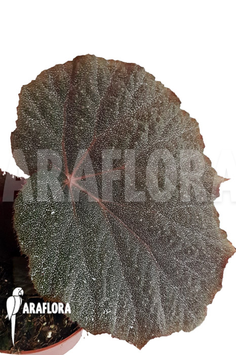 Begonia x ‚Taconite‘